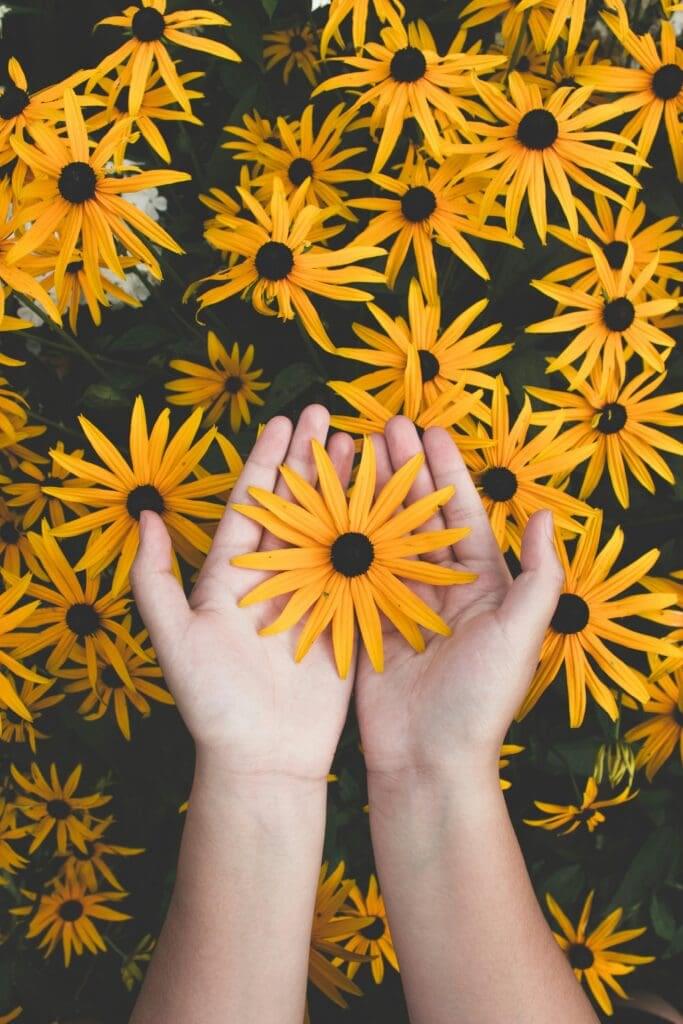 pexels-photo-1697912-1697912 Person Holding Yellow Black-eyed Susan Flowers in Bloom